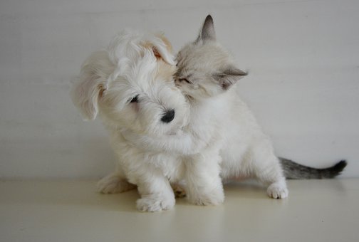 chien et chat