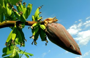 La banane et la banane plantain