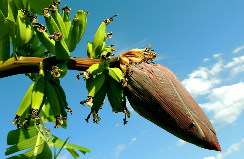 La banane et la banane plantain, leurs différences