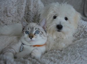 Les animaux domestiques