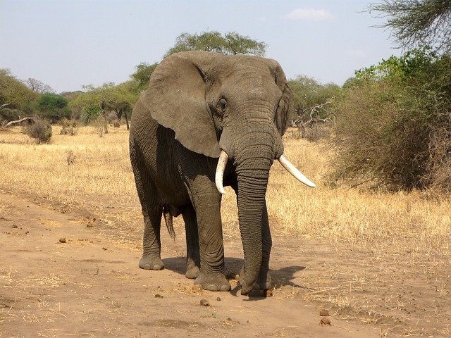 Quelles sont ces espèces animales en voies de disparition ?