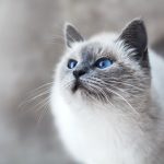 ﻿Le collier GPS, un véritable accessoire de localisation de votre chat
