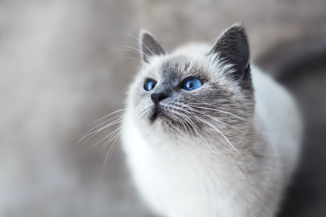 ﻿Le collier GPS, un véritable accessoire de localisation de votre chat