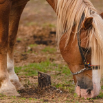 148263complments alimentaires pour chevaux55c96b