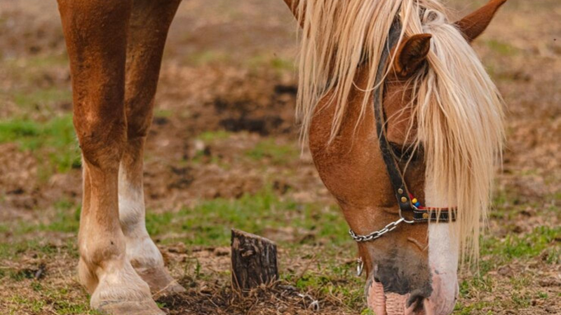 Les bienfaits des compléments alimentaires pour les chevaux